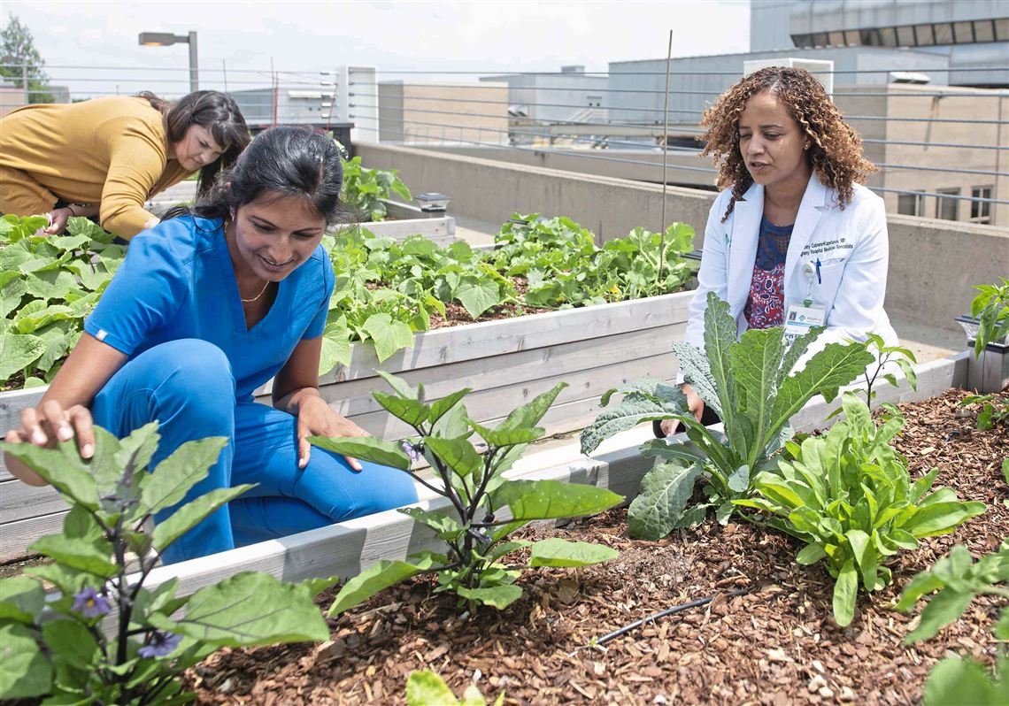 Elevating Healthcare with Hospital Rooftop Gardens ...